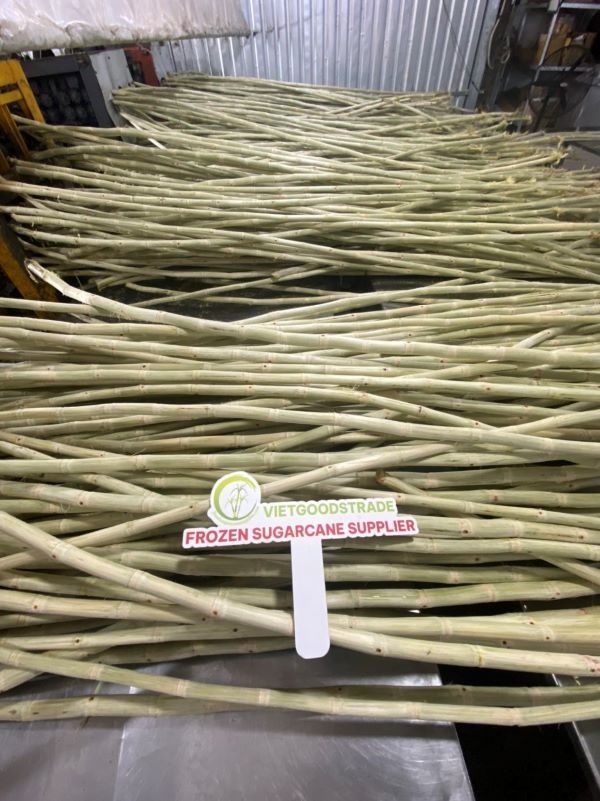 Mía xuất khẩu - Frozen sugarcane supplier Viet Goods Trade