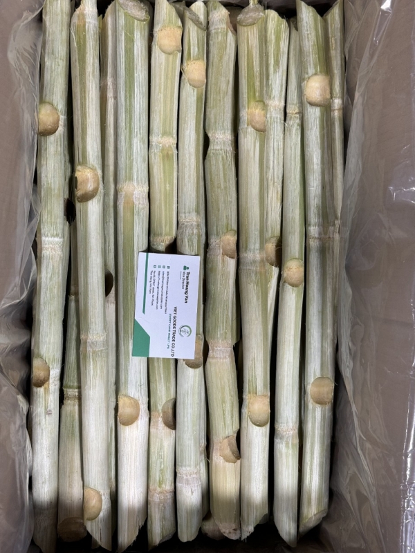 HIGH-QUALITY FROZEN SUGARCANE (ROC 16 VARIETY) FOR EXPORT: REFRESHINGLY SWEET & FRAGRANT AROMA